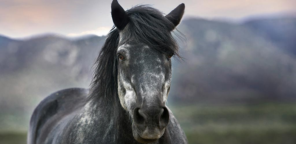 Warum das Pferd zu dünn ist